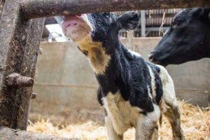 Young Cow Calf