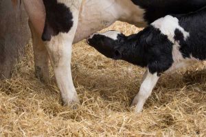 Suckling Cow Calf