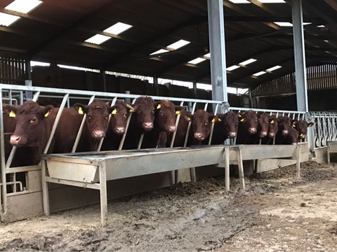 breeding herd size cost benefit analysis cows at feeder in shed moocall calving sensor