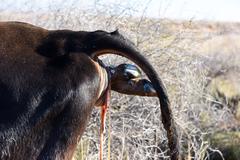 Breech calf