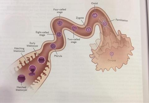 path of an ovulated egg