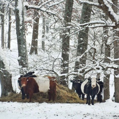 Kühe im Schnee