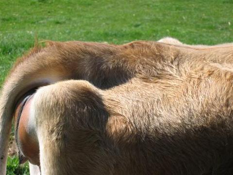 COW PINS DROP BONES LOOSE
