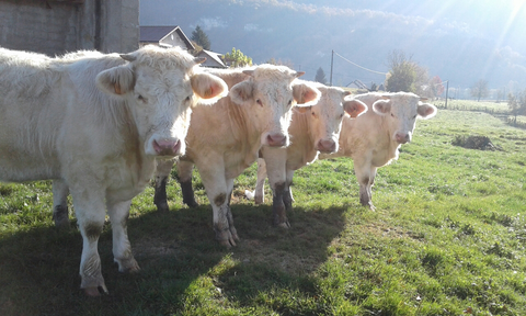 four blonde cattle looking into camera