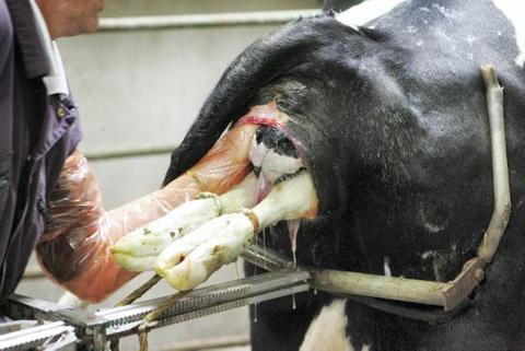 https://www.farmersjournal.ie/WEBFILES/000/153/956/61526-153956.jpg