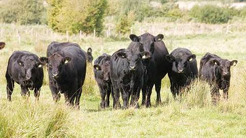 Herd of calfs