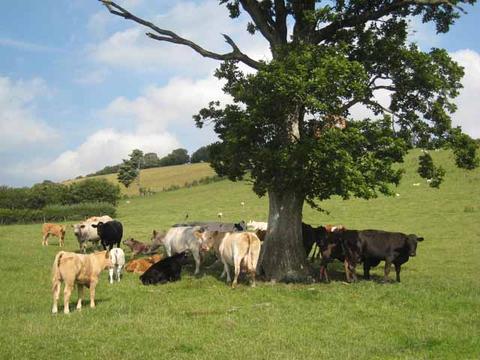 Field with cattle on a sunny day seeking shade under a tree by moocall