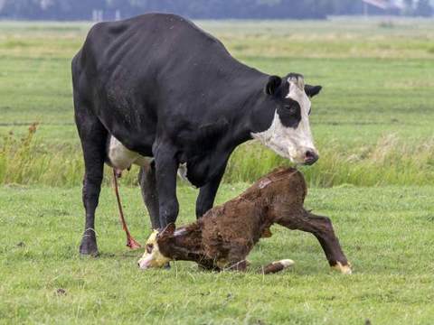 rétention placentaire doublure fœtale vache veau bovin génisse