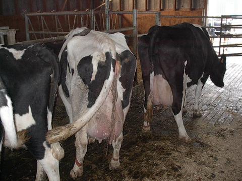 vache génisse retenu membrane fœtale placentaire