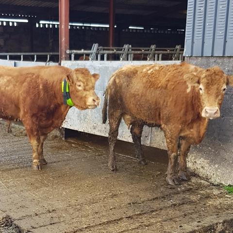 Two brown cows