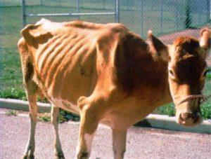 Johne's Disease cow