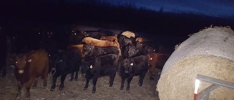 night feeding cows delay onset offset calving