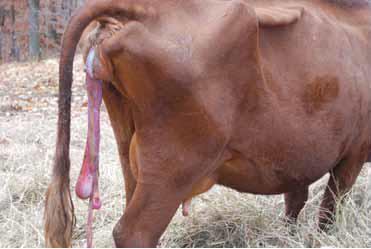 membrane foetale de vache retenir* antimicrobien vitamine e sélénium ocytocine