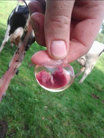 hand holding a tiny cow embryo