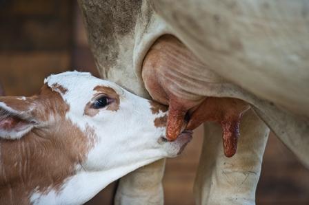 Calf weaning