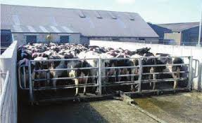 Cows together in a cell