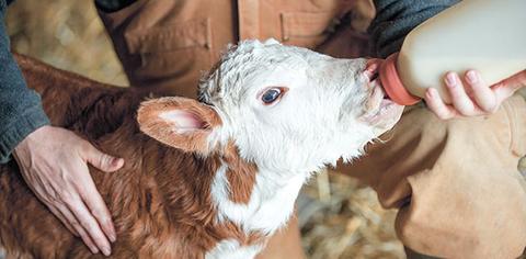 CALF-TAKING-COLOSTRUM