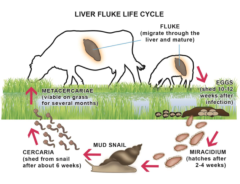 Liver fluke life cycle