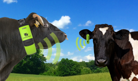 moocal-heat-collar-on-bull-and-moocall-RFID-tag-on-cow-sankari