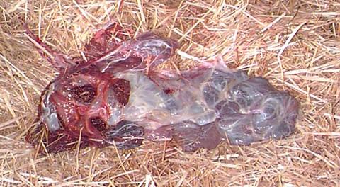 calf membrane
