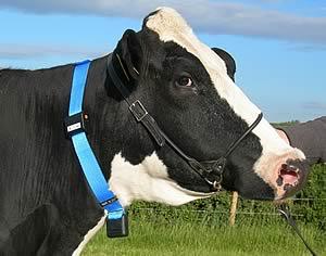 Black and white cow looking
