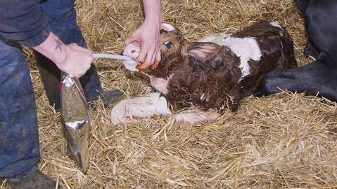 Calf being fed